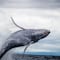 Las ballenas cambiaron su canto por la lucha entre machos para aparearse