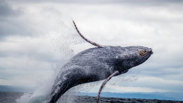 Ballena jorobada