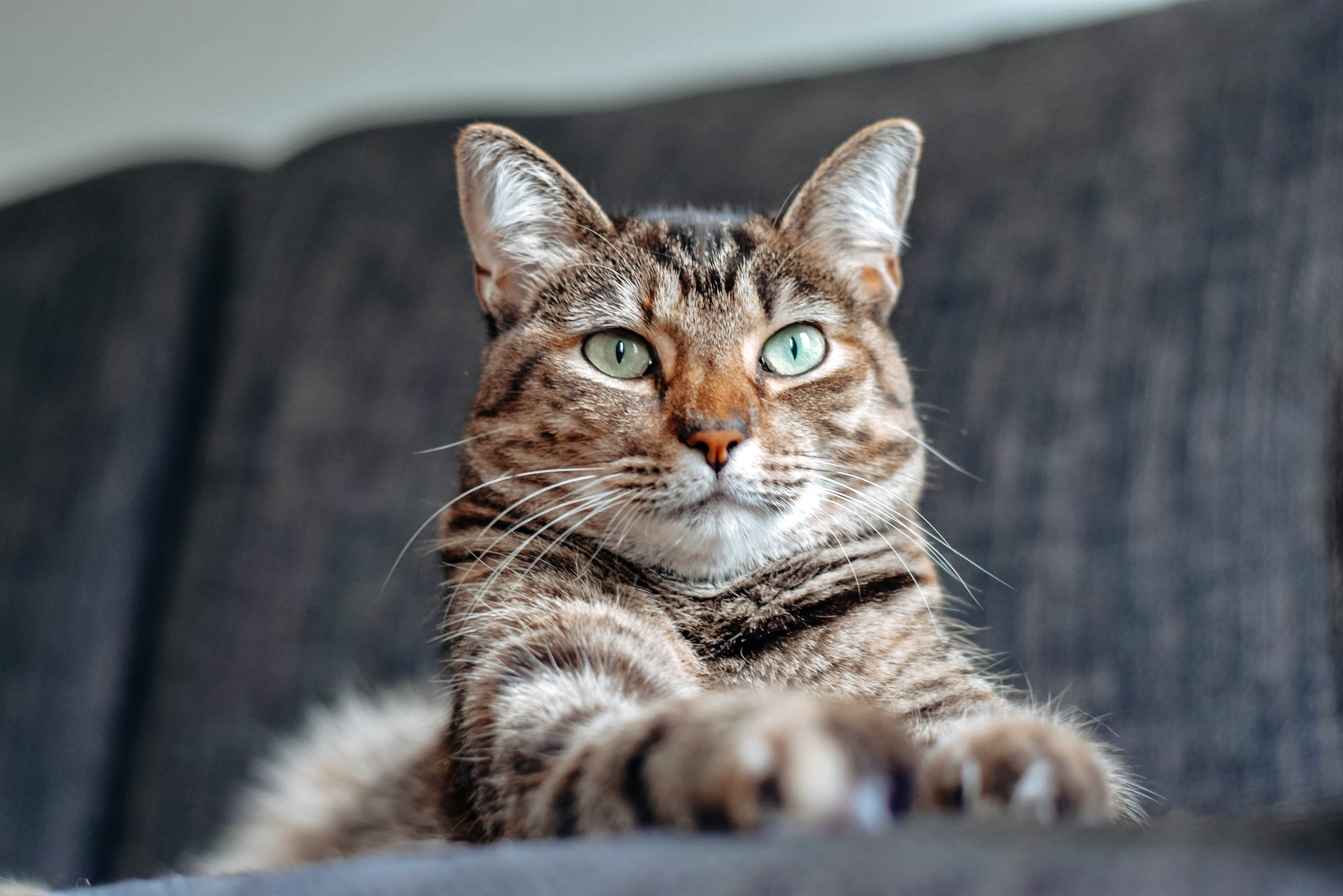 Gatos