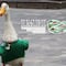 El Pato Merlín ya tiene registro de nombre e imagen ante el IMPI