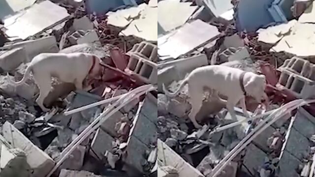 Perro busca a su dueño enterrado en los escombros para llevarle un pedazo de pan; su noble acción fue grabada en video