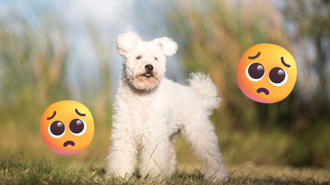 El perro Suadero fue secuestrado en Ixtapaluca, Estado de México