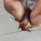 Encuentra una cucaracha herida; la lleva al veterinario para salvarla