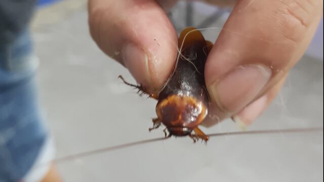 Rescata a una cucaracha herida
