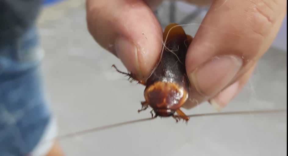 Cucaracha