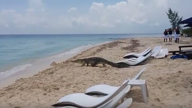 Cocodrilo en Cozumel.