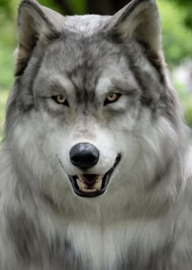 Disfraz de lobo