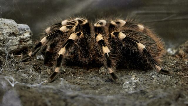 Tarántula