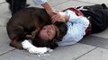 VIDEO: Perrito interrumpe obra de teatro para ayudar a hombre que fingía estar herido
