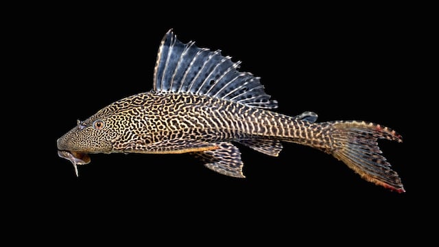 Pterygoplichthys pardalis