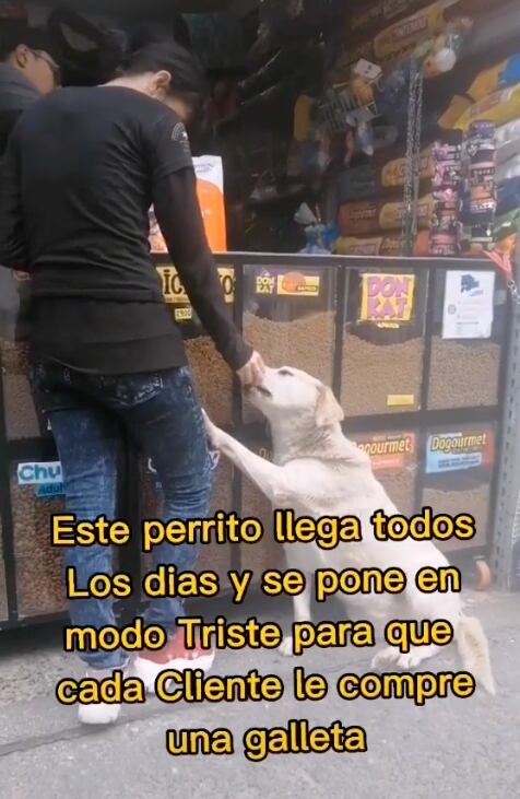 Perrito pidiendo comida