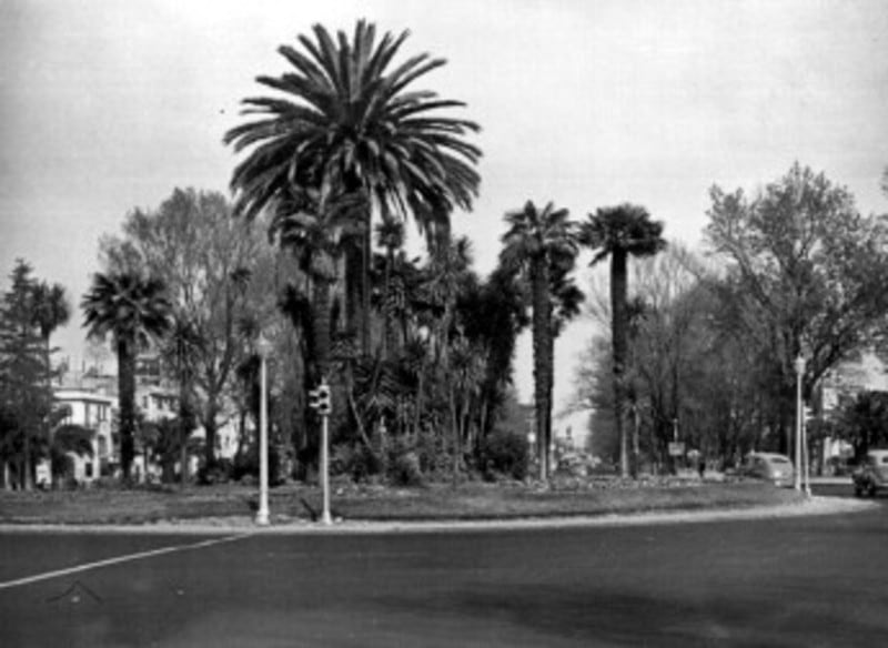 La palma fue fotografiada en 1957