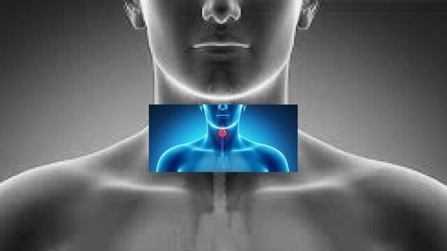 Su papel principal es asegurar que las células en tu cuerpo funcionen adecuadamente utilizando hormonas para transmitirles mensajes a todas.