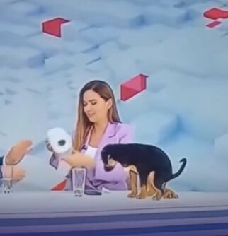 Perrito que buscaba ser adoptado se hizo popó en vivo