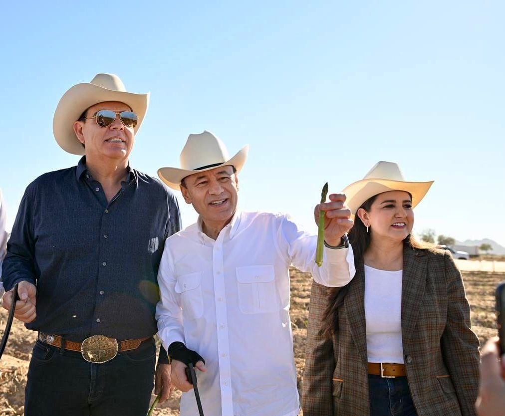 Sonora produce el 60% del espárrago en México: Alfonso Durazo inicia cosecha.