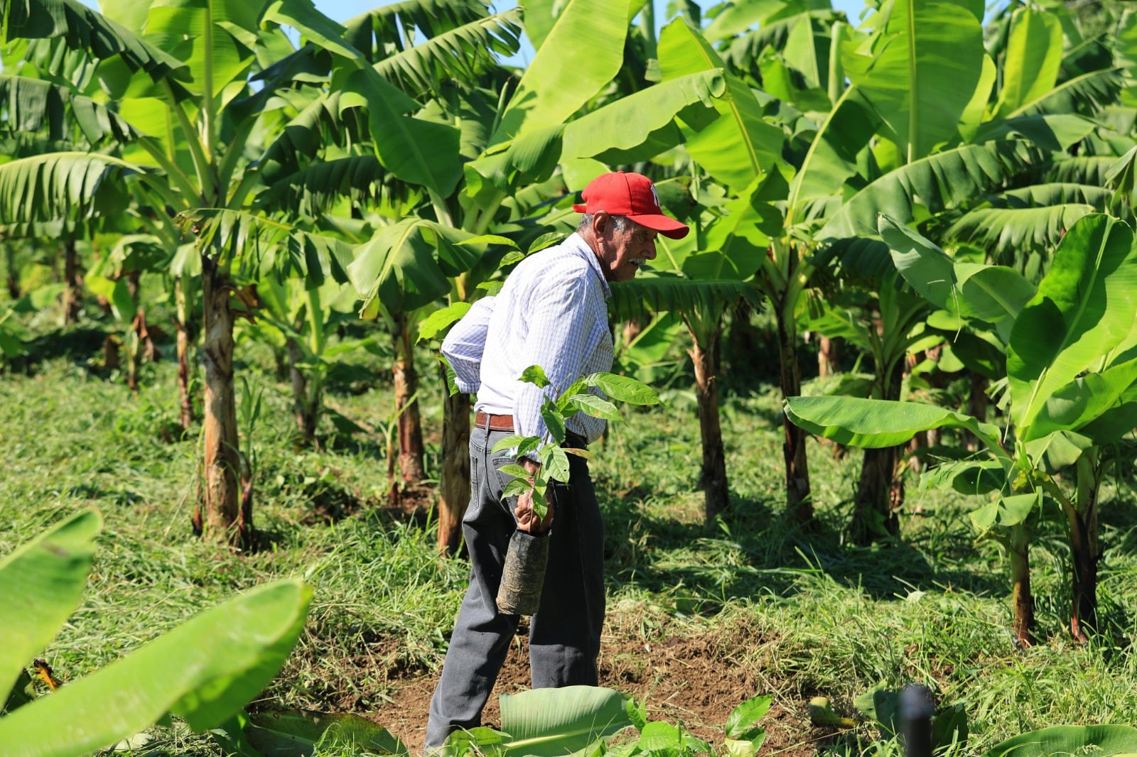 La Jornada de Reforestación 2025 planea plantar 2.4 millones de árboles en Tabasco
