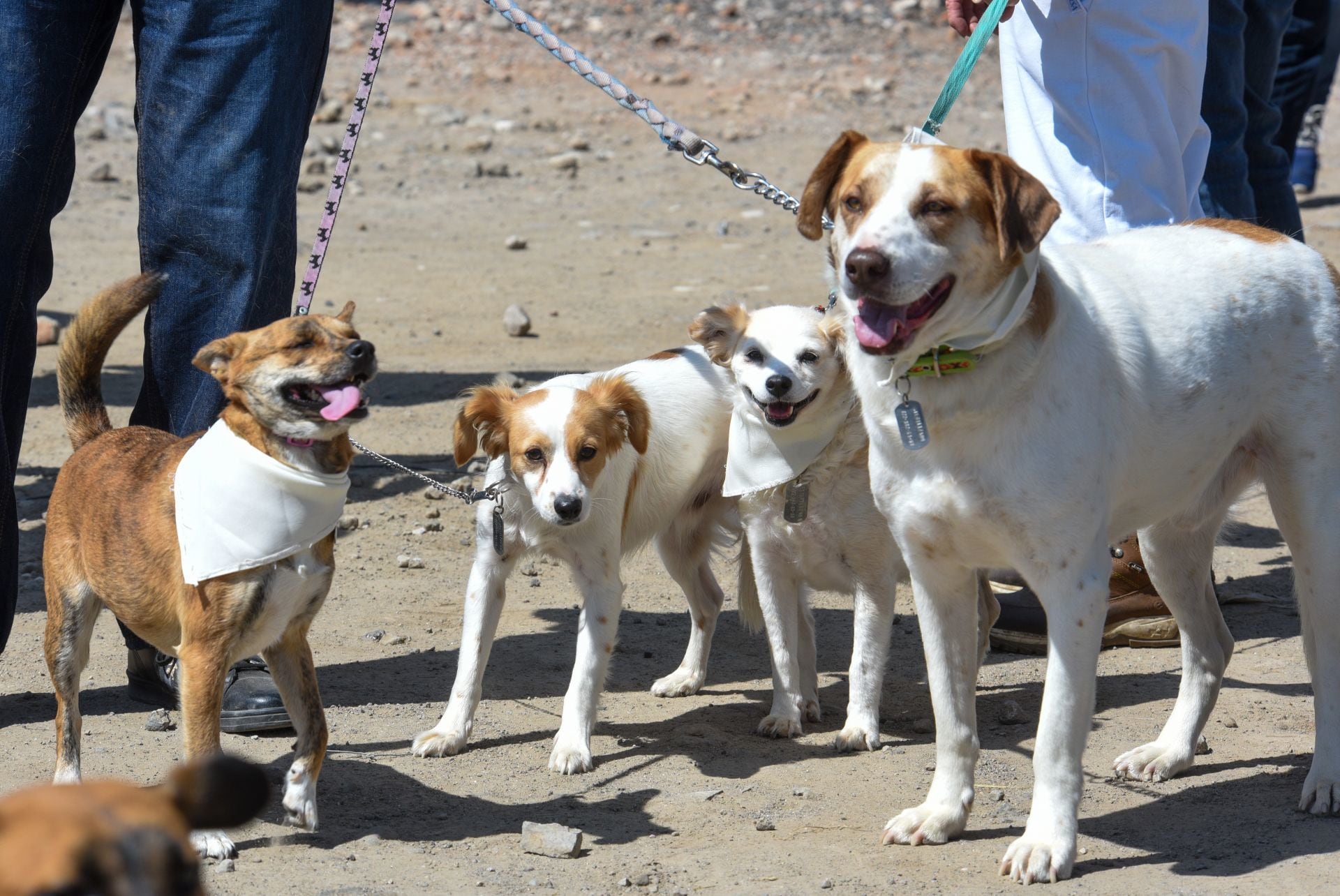 Perros (imagen temática)