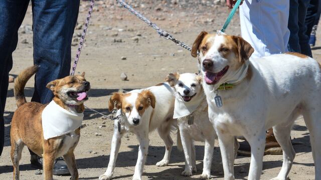 Perros (imagen temática)