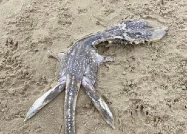 Extraña criatura marina hallada en Reino Unido