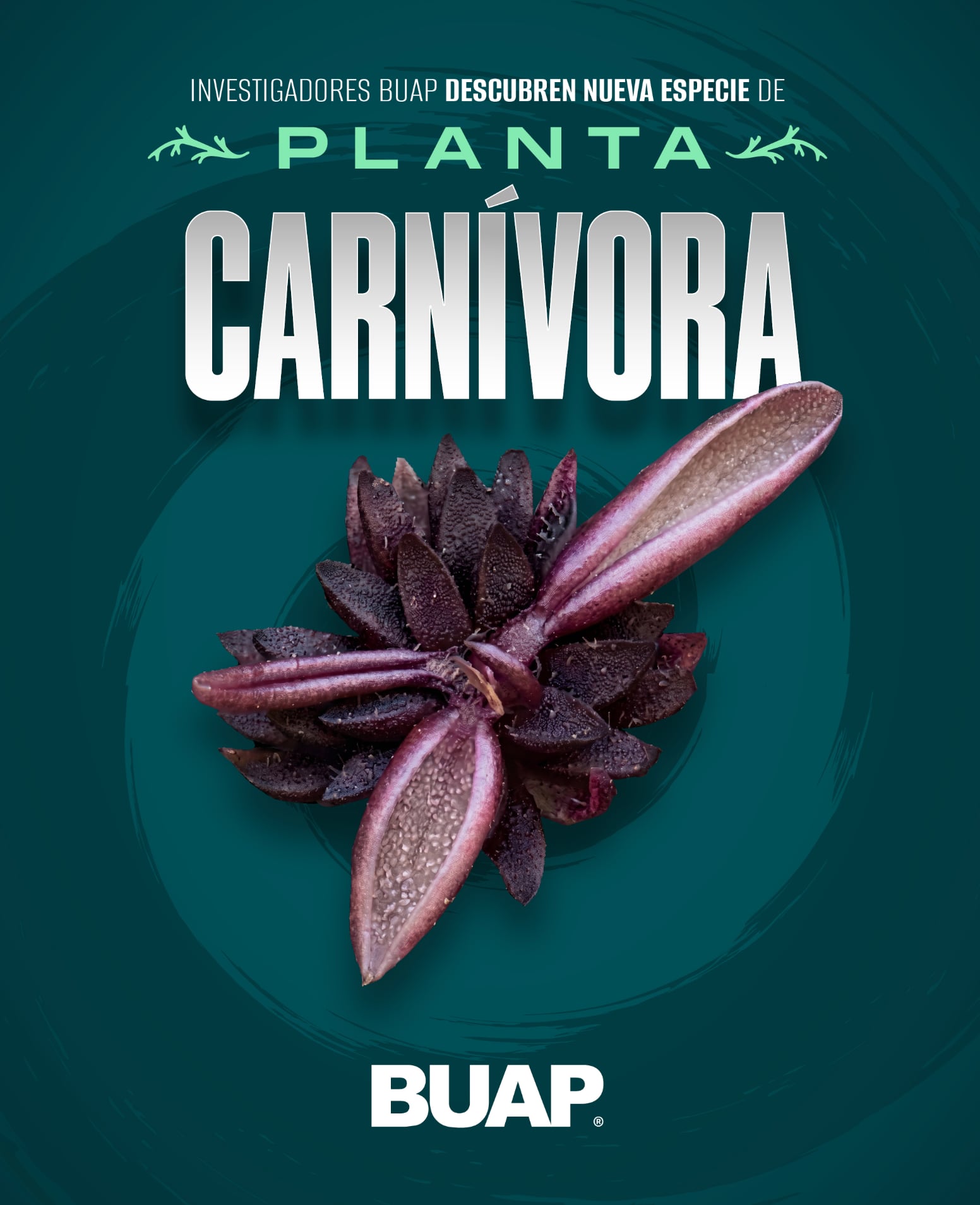 El hallazgo de Pinguicula brendae amplía el registro de plantas carnívoras en México