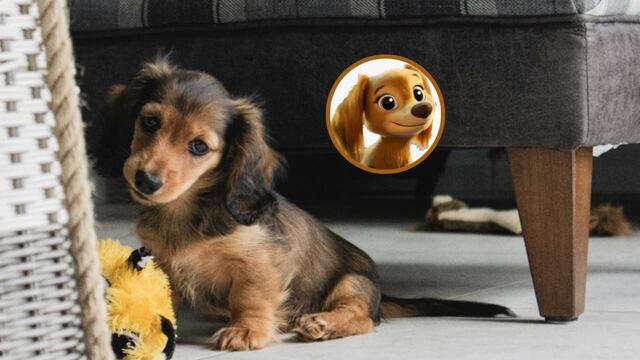 Cuidados y alimentación de un perro salchicha como Liberty de Paw Patrol