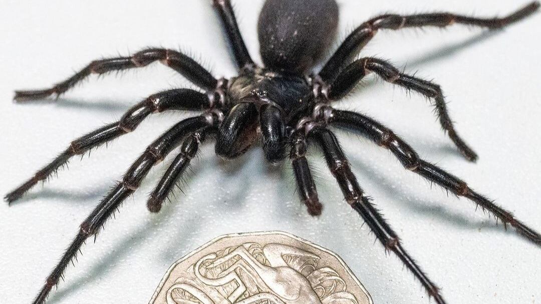 La araña más grande y venenosa del mundo fue encontrada en Australia