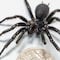 La araña más grande y venenosa del mundo fue encontrada en Australia