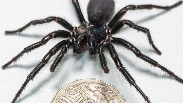 "Hércules", la araña más grande y venenosa del mundo