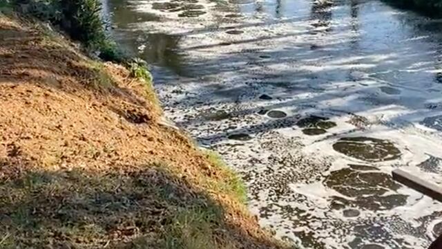 Los canales de Xochimilco y su burbujeo ya cuentan con teorías sobre lo que pasa