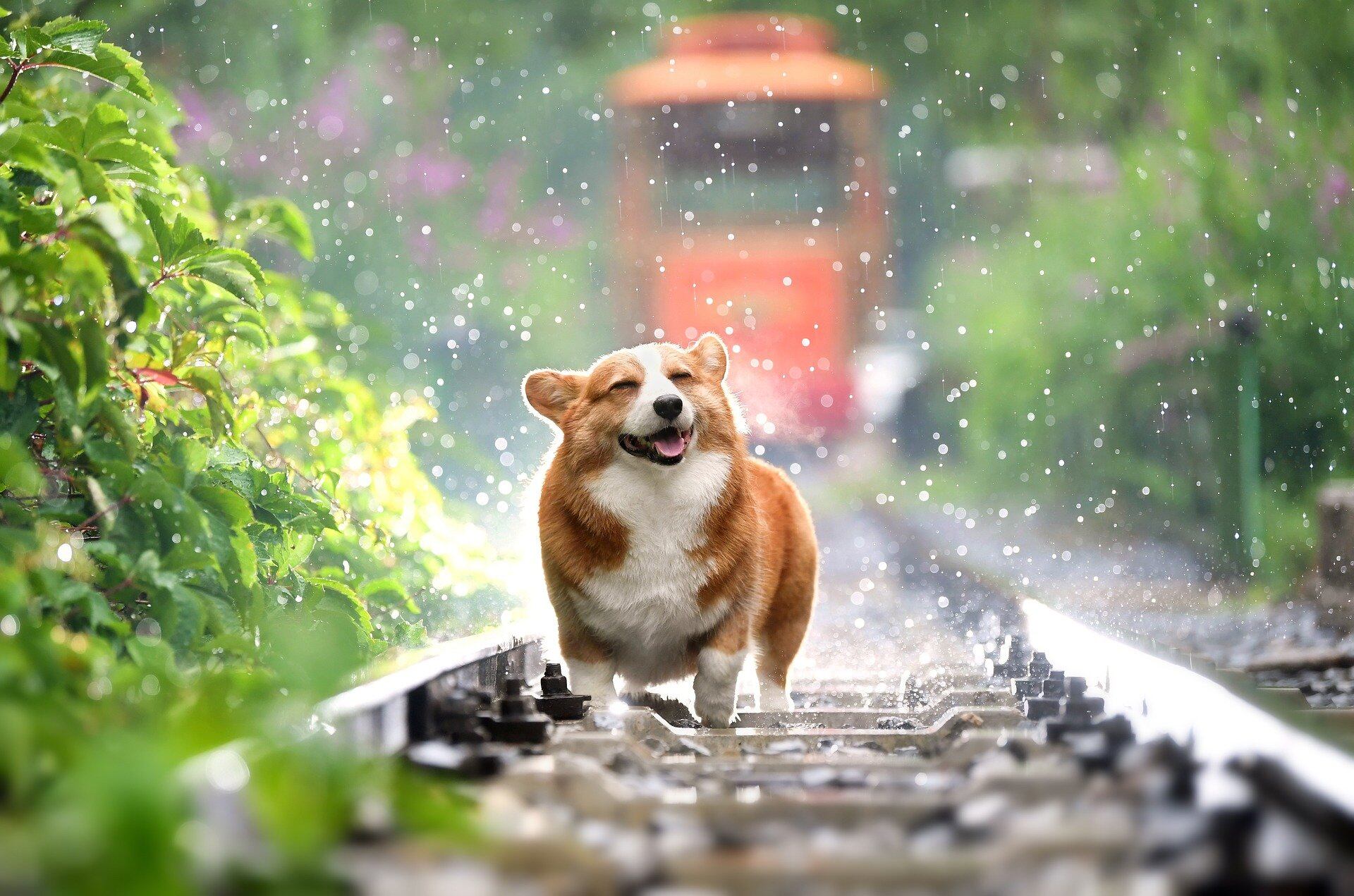 Los gestos de tu perro