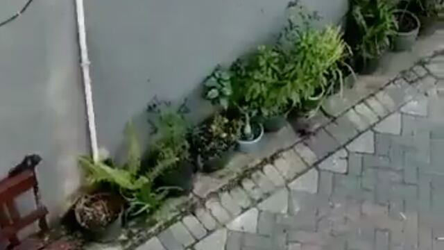 Mono intenta "secuestrar" a niña