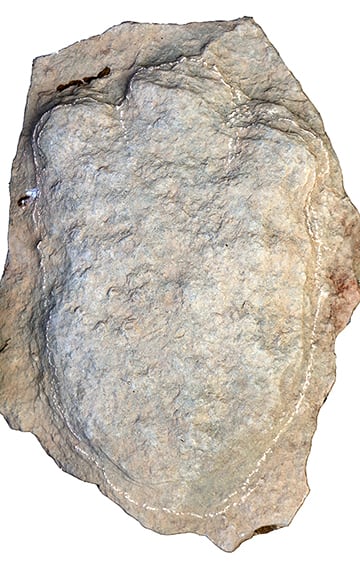 Huella de estegosaurio