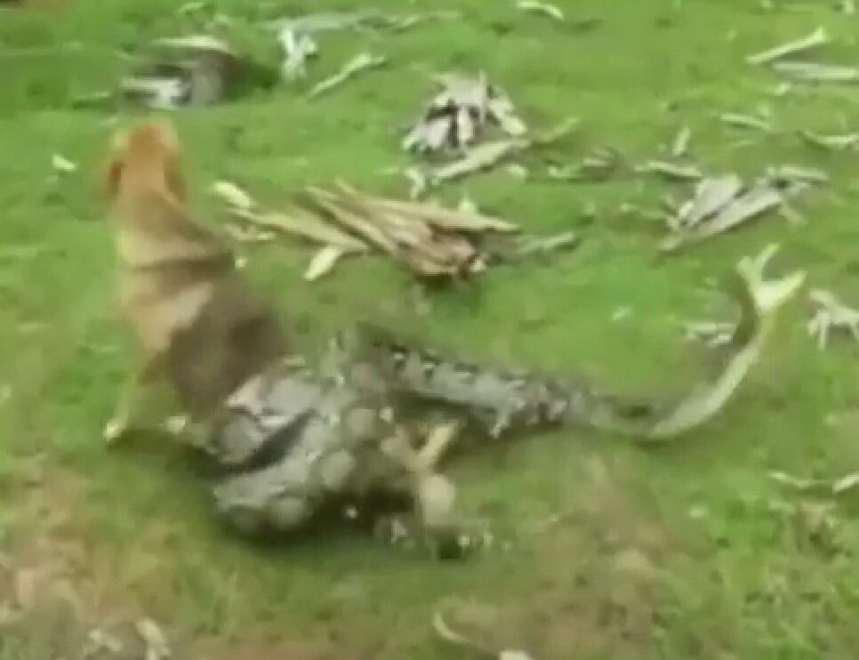 Perrito atrapado por una serpiente
