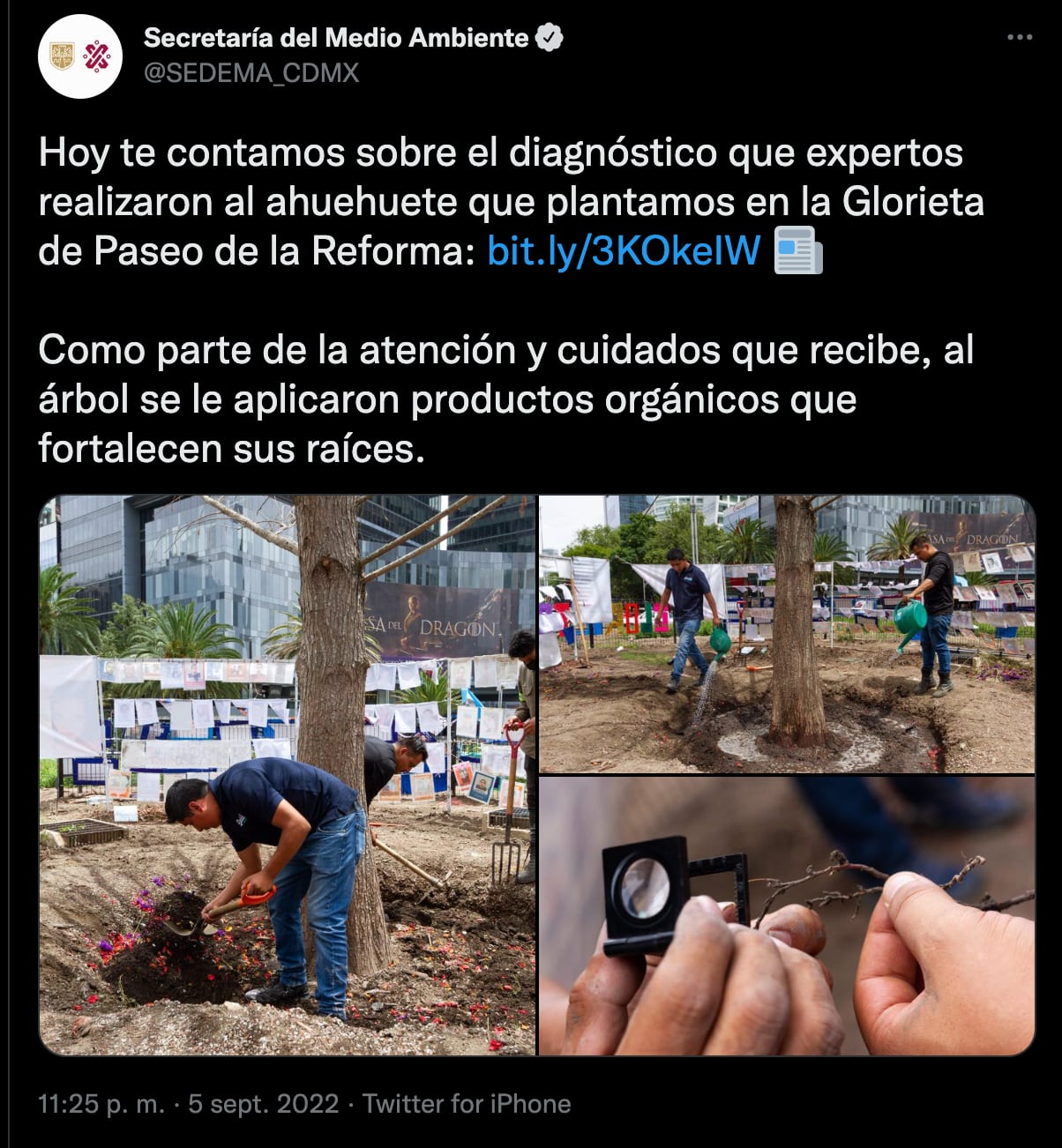 Ahuehuete de Paseo de la Reforma sigue vivo pero no se sabe si sobrevivirá: Gobierno de CDMX