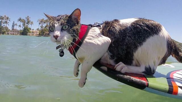 Hokule’a, el gato que ama las olas
