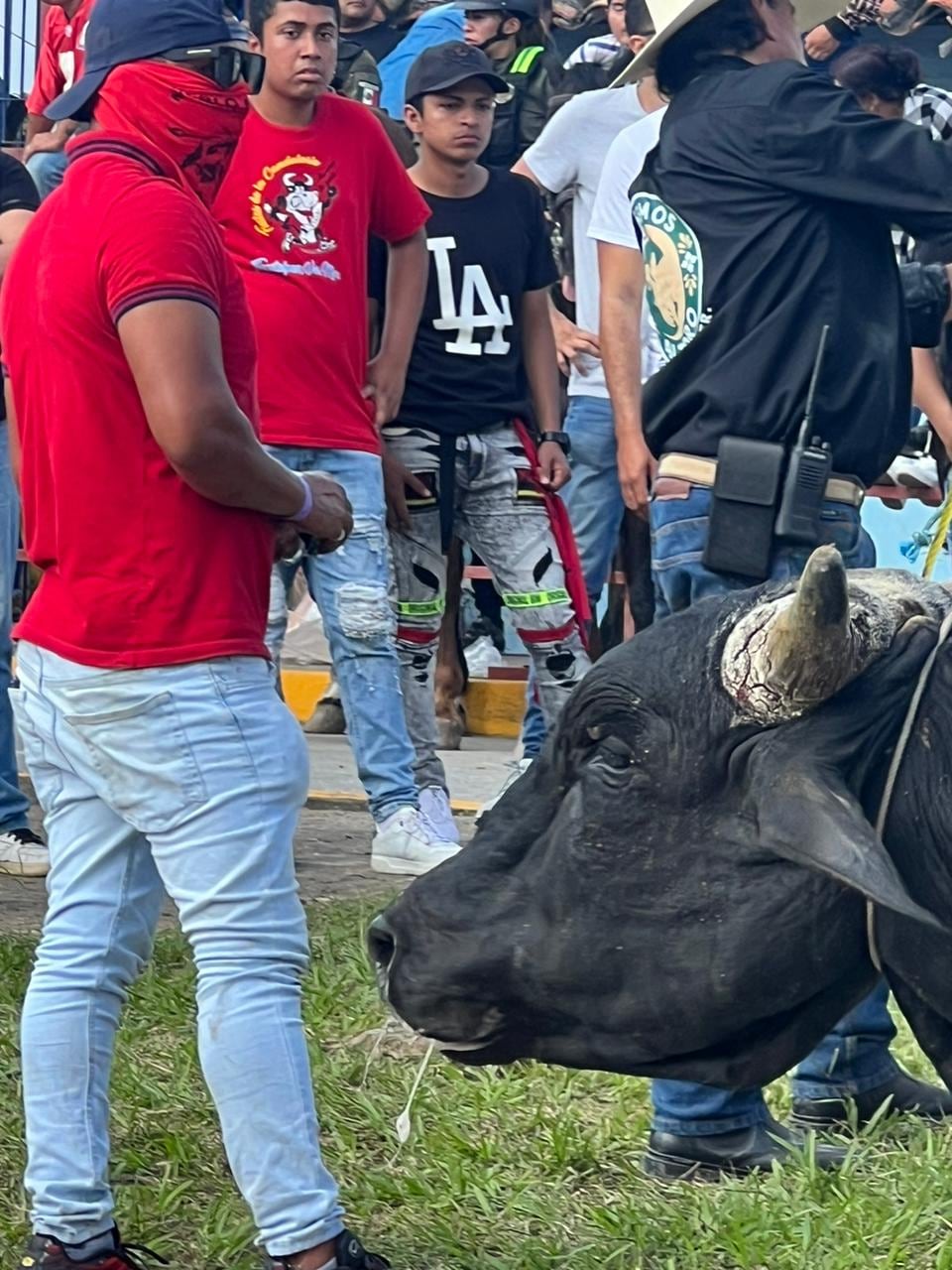 Sueltan toros en embalse de Tlacotalpan, Veracruz; acusan maltrato