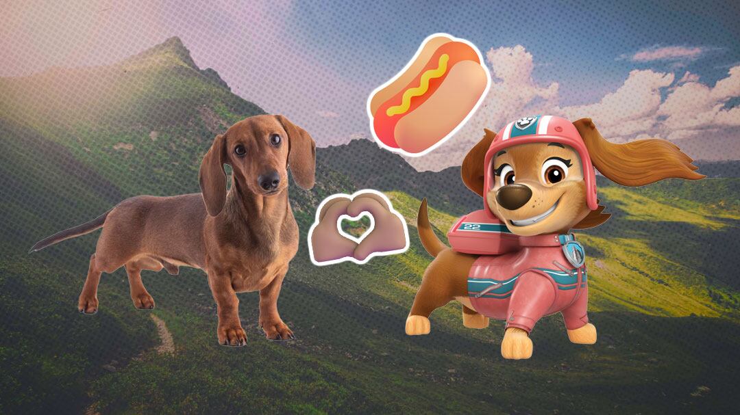 ¿Cuántos años vive un dachshund como Liberty, la perrita salchicha de Paw Patrol?