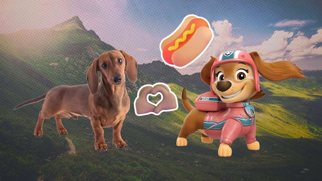 ¿Cuántos años vive un dachshund como Liberty de Paw Patrol?