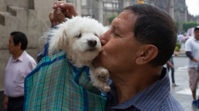 Las personas con perros tienen un 15 % menos probabilidad de morir por enfermedades cardíacas.