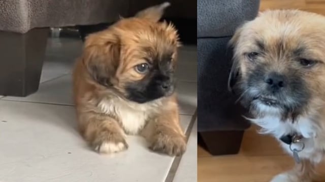 Perrito no era lo que sus dueños pensaban