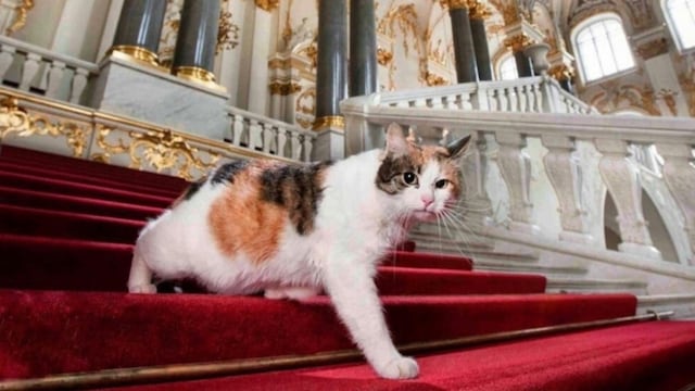 Gato