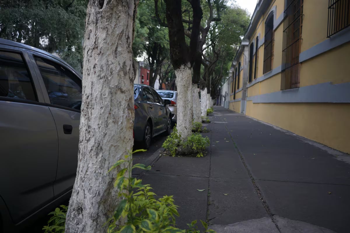 Pintar con cal los árboles resulta una mala práctica