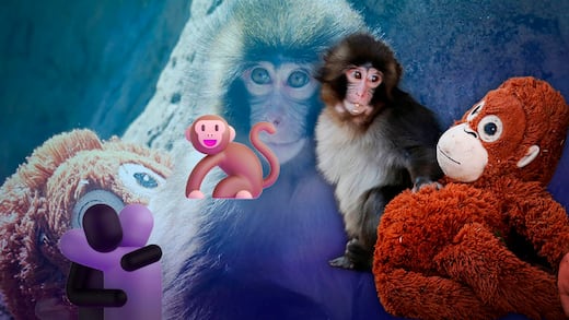 Punch, mono japonés, se integra a su grupo en el zoológico