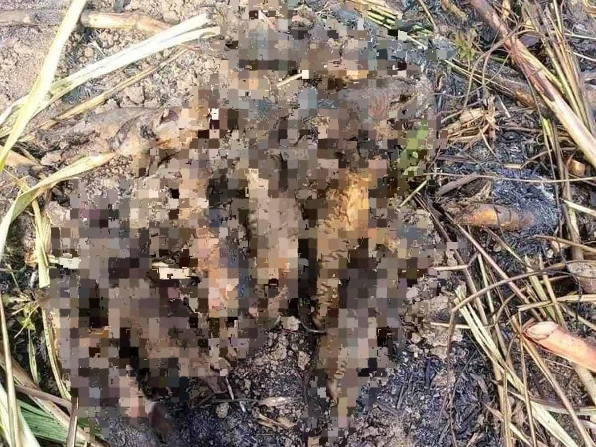 9 Cachorros de tigrillo fueron calcinados