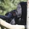 Estudio confirma que los chimpancés jóvenes emiten sonidos similares a los bebés humanos