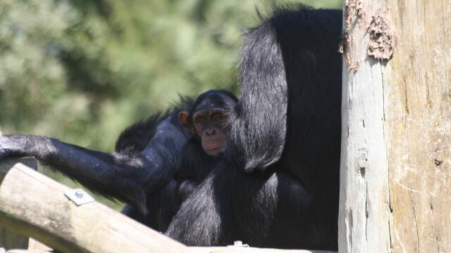 Chimpancés