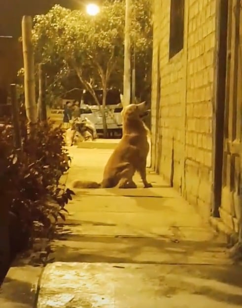 Escena de amor de los perritos