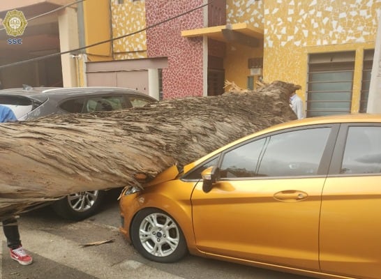 Árbol cae en la colonia Acacias