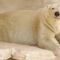 Oso polar se divierte durante nevada en zoológico (VIDEO)