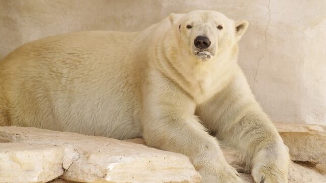 oso polar muerto en León